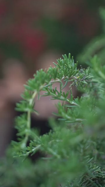 Ladivine  CD236 Dress